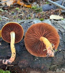 Cortinarius tinctorum