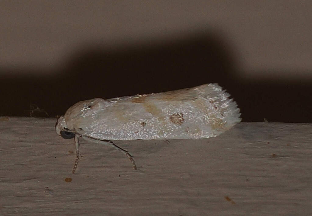 Ponometia hutsoni