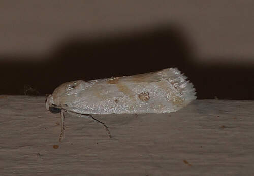 Ponometia hutsoni