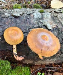 Cortinarius tinctorum