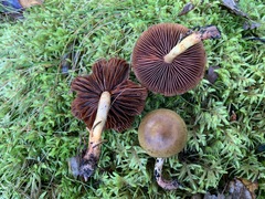 Cortinarius tinctorum