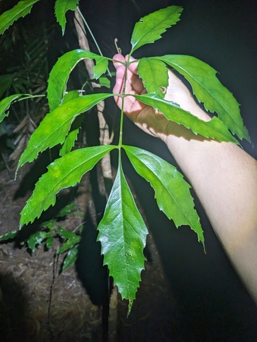 Carnarvonia araliifolia, photograph 6