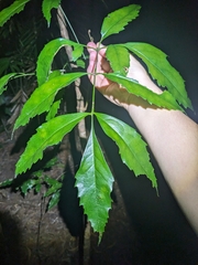 Carnarvonia araliifolia, photograph (c) Matt B, some rights reserved (CC BY)