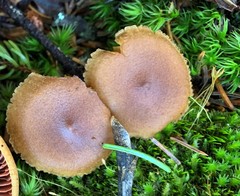 Cortinarius huronensis
