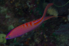 Pyronotanthias lori