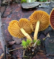 Cortinarius huronensis