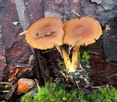 Cortinarius huronensis
