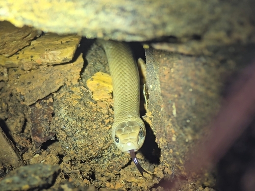 Eastern Brown Snake sighting