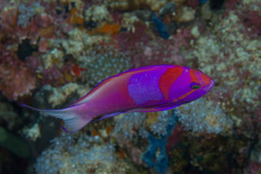 Pseudanthias pleurotaenia