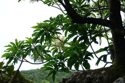 Elaeocarpus multiflorus observed 2025-07-01