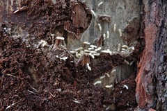 Reticulitermes virginicus