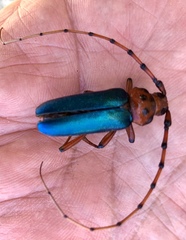 Stenaspis verticalis