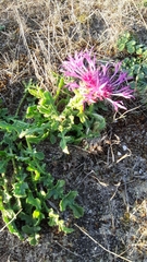 Centaurea polyacantha