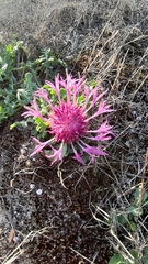 Centaurea polyacantha