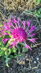 Centaurea polyacantha