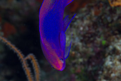 Mirolabrichthys pascalus