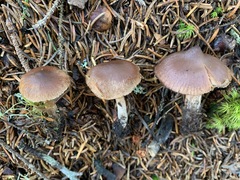Cortinarius glandicolor