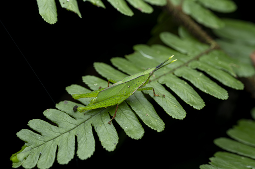 Pseudopyrgus curtipennis, 2025-04-25