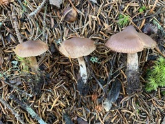 Cortinarius glandicolor