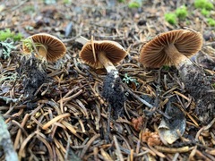 Cortinarius glandicolor