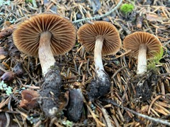 Cortinarius glandicolor