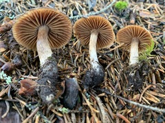 Cortinarius glandicolor