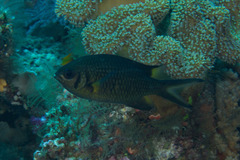 Chromis weberi