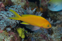 Pseudanthias pleurotaenia