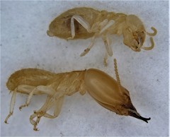 Reticulitermes virginicus