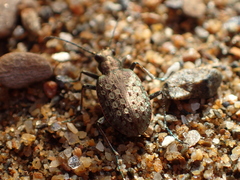 Opisthius richardsoni