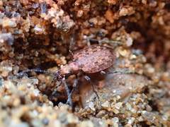 Opisthius richardsoni