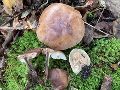 Tricholoma fulvum image