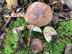 Tricholoma fulvum image