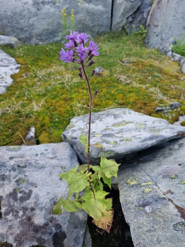Alpine Blue-sow-thistle