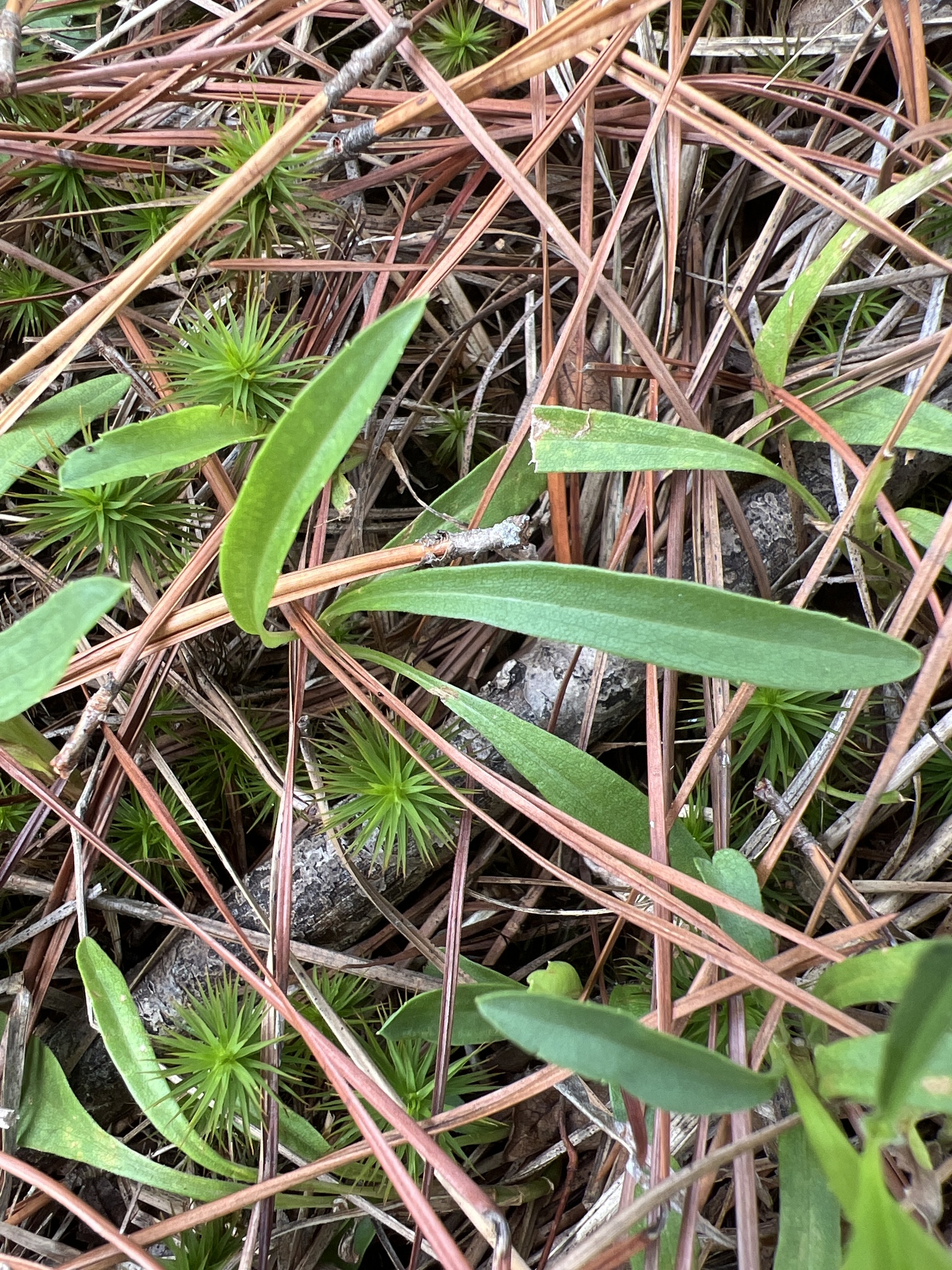Alexander's Rock Aster (Eurybia avita)
