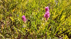Castilleja parviflora olympica