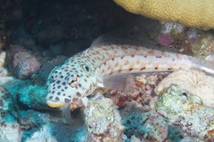 Parapercis clathrata