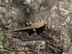 Sceloporus virgatus