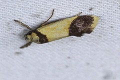 Crepidosceles timalphes