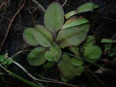Plantago raoulii