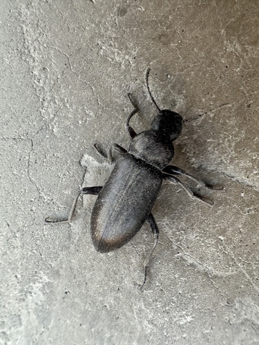 Zophobas subnitens