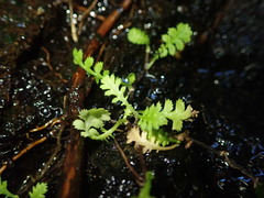 Leptinella tenella