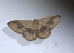 Idaea halmaea