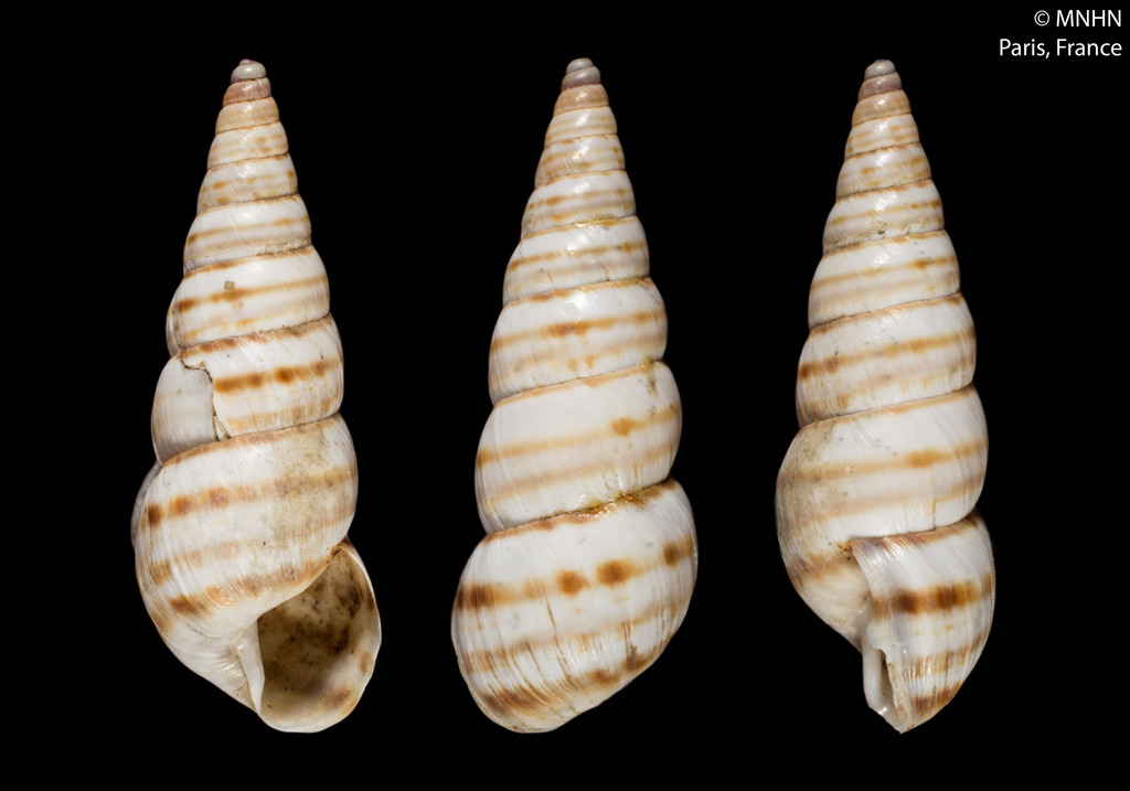 Bostryx turritus