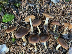 Cortinarius laetus