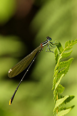 Allocnemis leucosticta