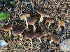 Cortinarius laetus