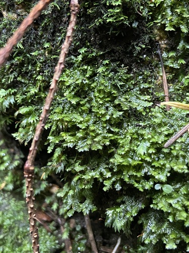 Jubula hutchinsiae ssp. hutchinsiae