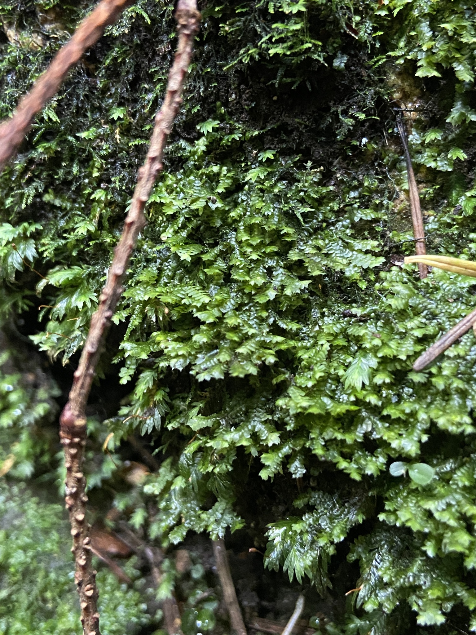 Jubula hutchinsiae ssp. hutchinsiae