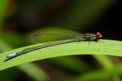 Pseudagrion hageni
